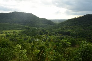 hutan2